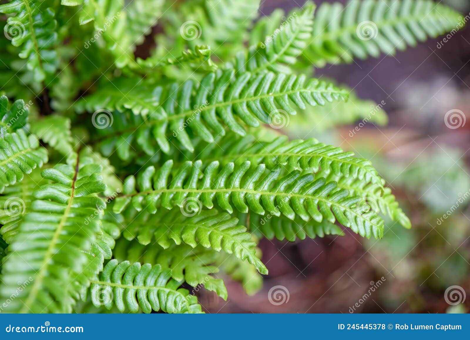 deer fern struthiopteris spicant, with green leaves